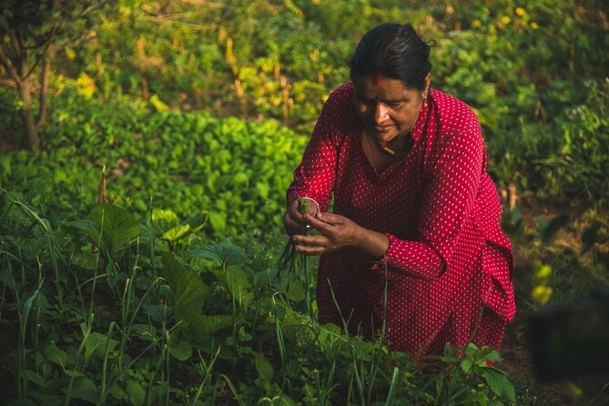 Village Life Experience in Patlekhet - Sampling Traditional Cuisine