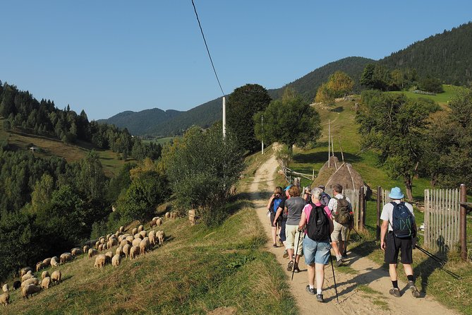 Village Life in Transylvanian Carpathian Mountains - 8 Days - Customer Reviews