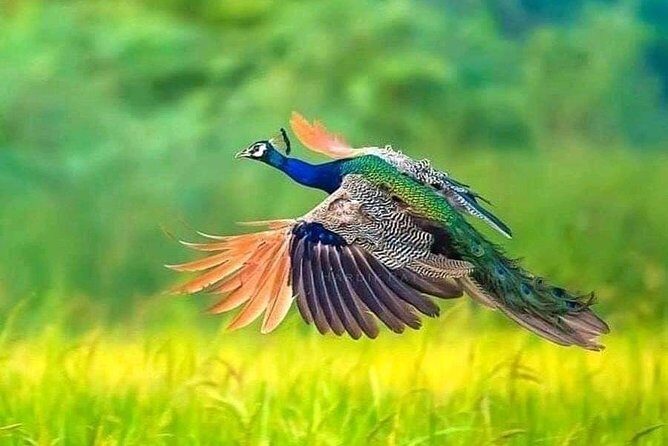 Village tour Sigiriya Rock, Pidurangala Rock and Dambulla temple - Authentic Insights from Past Travelers