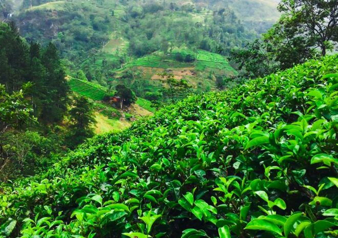 Village Trekking Tour at Ramboda - Tour Schedule