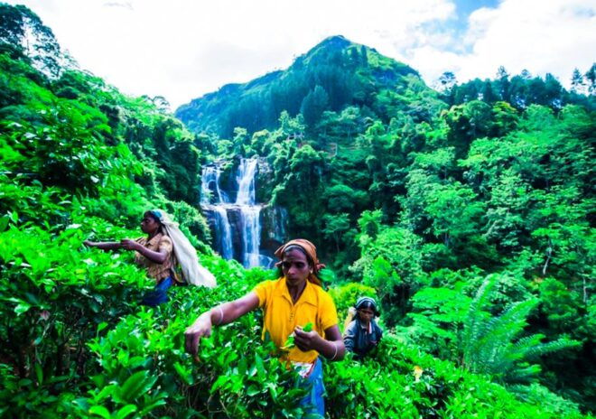 Village Trekking Tour at Ramboda - Transportation