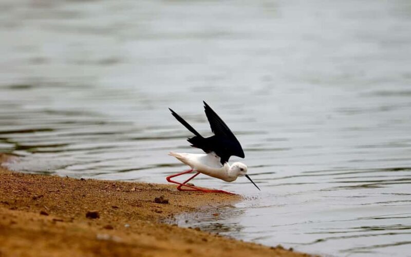 Village, Wildlife & Temple Visit Tour from Hambantota Port - Exploring the Tour Itinerary