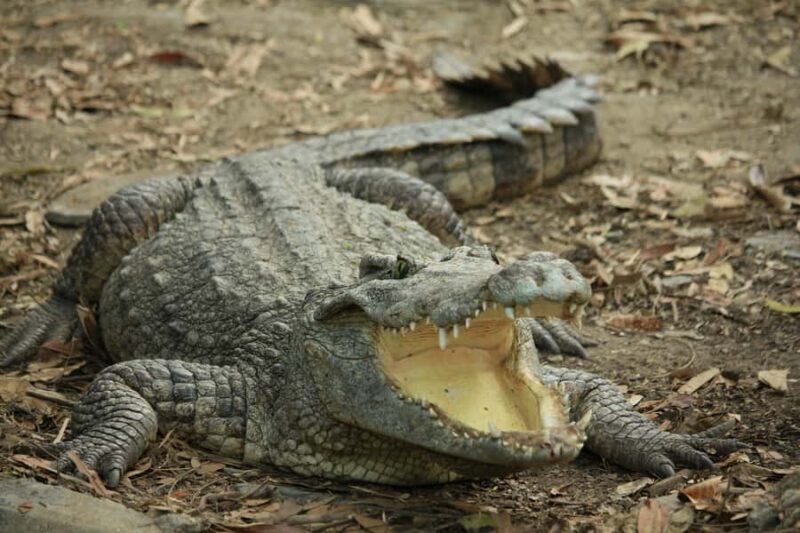 Village, Wildlife & Temple Visit Tour from Hambantota Port - Detailed Breakdown of What You’ll Experience