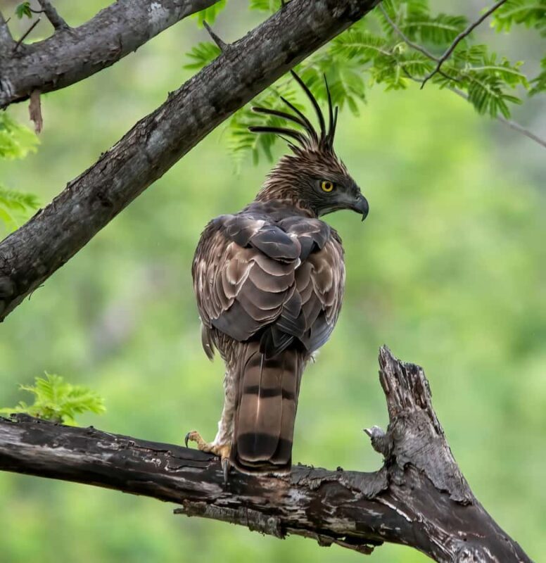 Village, Wildlife & Temple Visit Tour from Hambantota Port - Authentic Experiences and Hidden Gems