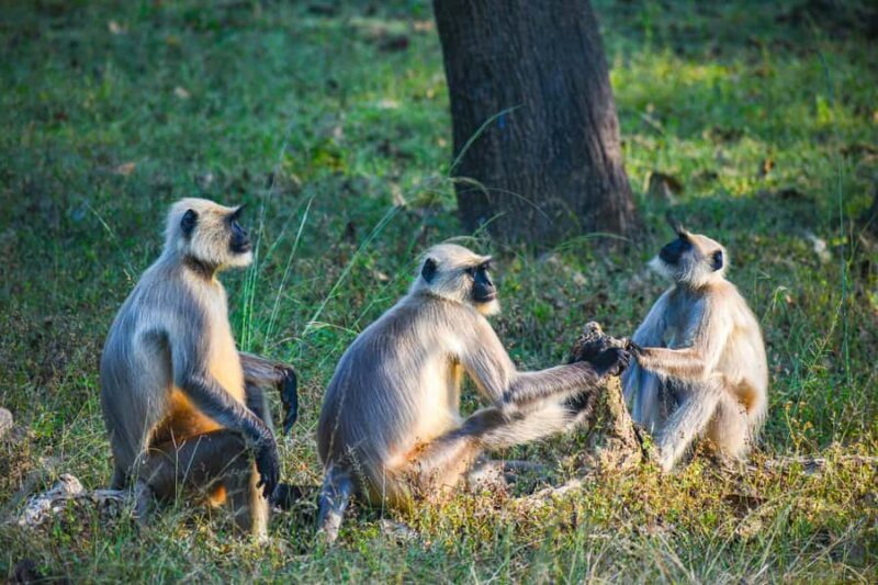 Village, Wildlife & Temple Visit Tour from Hambantota Port - Who Should Consider This Tour?