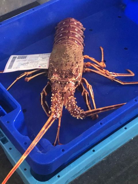 Villajoyosa: Seafood Route and Fish Auction. - Discovering the Fish Market in Villajoyosa