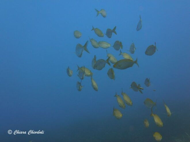 Villasimius: Capo Carbonara Boat and Snorkeling Tour - Experience Description