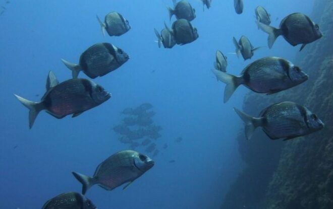 Villasimius: Capo Carbonara First Time Dive With Instructor - Dive Itinerary