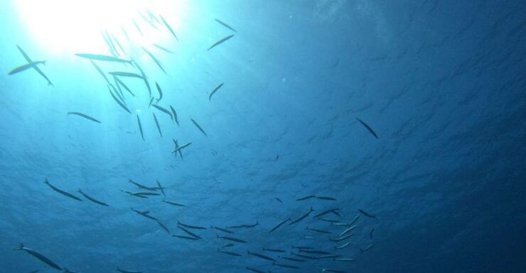 Villasimius: Snorkeling Tour in Capo Carbonara - Activity Details