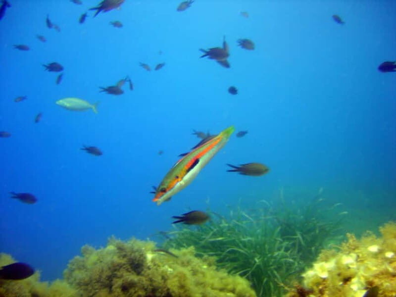 Villefranche-sur-Mer: Experience an introduction to scuba diving - Why Choose This Scuba Experience?