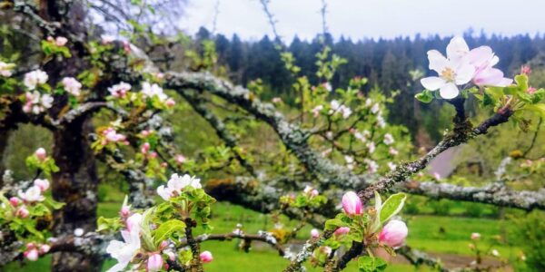 Villingen-Schwenningen: Guided Cider Tasting at the Farm - Frequently Asked Questions