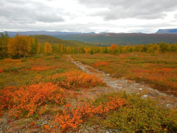 Vindelfjäll Nature Reserve: A Walk Through Reindeer Country - Tips for an Enjoyable Hike