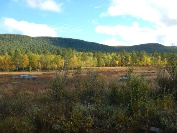 Vindelfjäll Nature Reserve: A Walk Through Reindeer Country - Frequently Asked Questions