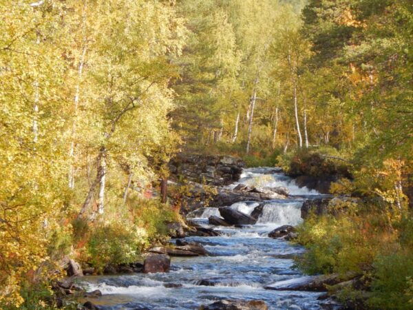 Vindelfjäll Nature Reserve: a Walk Through Reindeer Country - Frequently Asked Questions