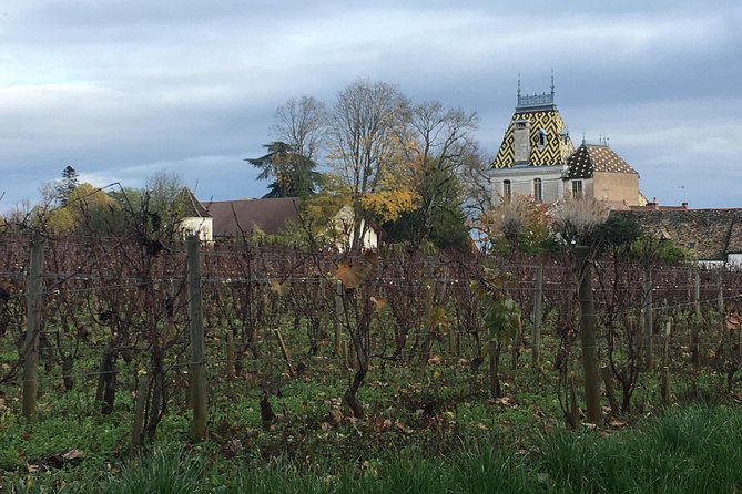Vineyard and Wine Experience - Expert 3h - Wine Production Process Explained