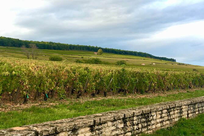 Vineyard and Wine Experience - Family 2h - Duration and Schedule