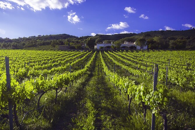 Vineyard & Bodega Bike Ride: Ronda  - Malaga - Common Questions