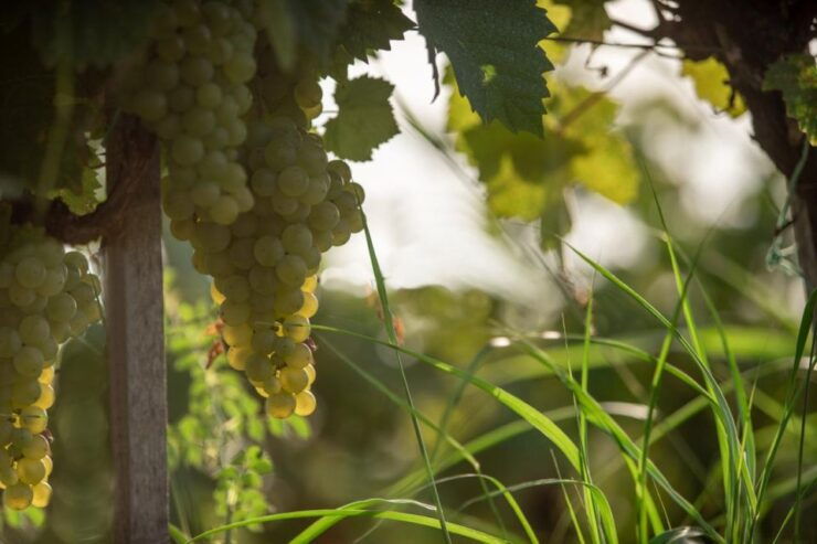 Vineyard Elegance: A Mendoza Wine Odyssey - Wine Tour Itinerary