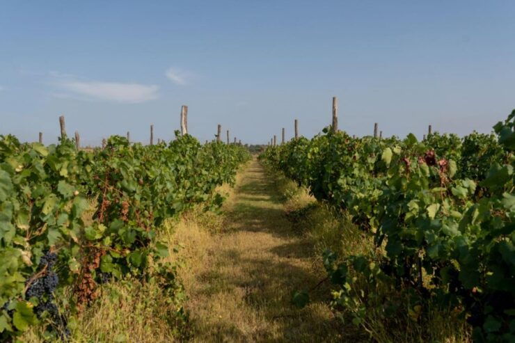 Vineyard Elegance: A Mendoza Wine Odyssey - Vineyard Experiences in Luján De Cuyo