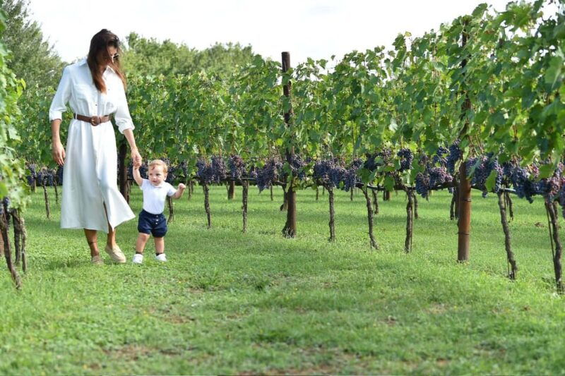 Vineyard Escape, Walk, Lunch and Wine Tasting - The Guided Tour: Behind the Scenes of Tuscan Winemaking