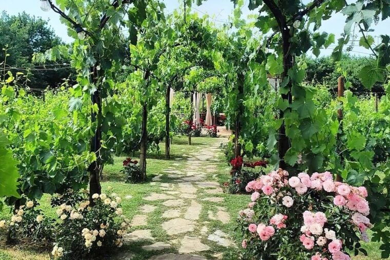 Vineyard Escape, Walk, Lunch and Wine Tasting - What the Reviews Say