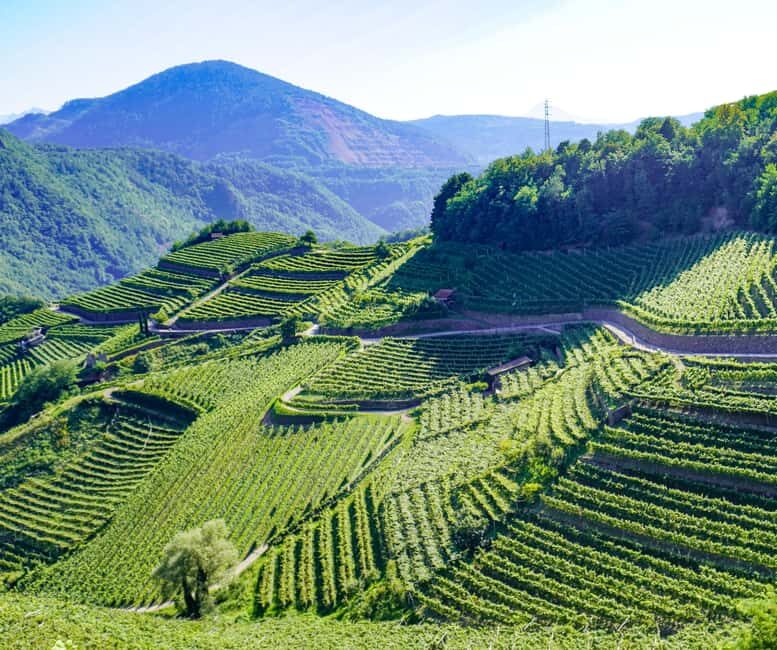 vineyard experience - Good To Know