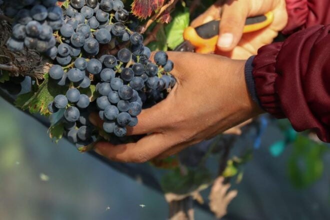 VINEYARD TOUR - Transportation and Amenities