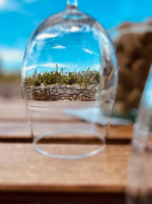 Vineyard Tour and Wine Tasting - A Closer Look at the Vineyard Tour and Wine Tasting Experience