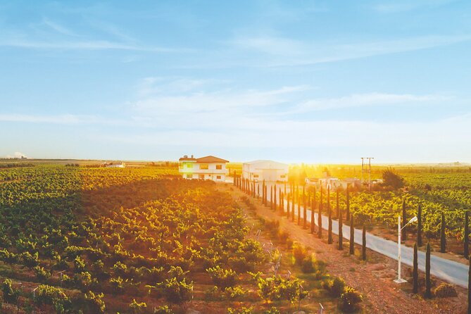 Vineyard Tour in Al Mafraq Governorate - Itinerary Highlights