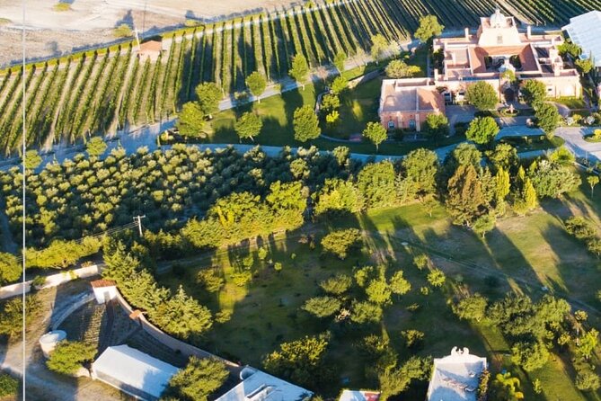 Vineyard, Tour, Tasting and Fun in San Miguel De Allende - Fun Activities at the Vineyard