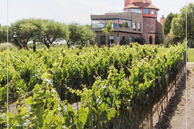 Vineyard, Tour, Tasting and Fun in San Miguel De Allende - Tips for Planning Your Visit