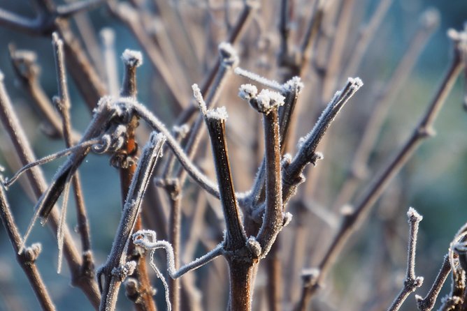 Vineyard Tour & Tasting of All Our Lineup - Traveler Photos and Visual Representation