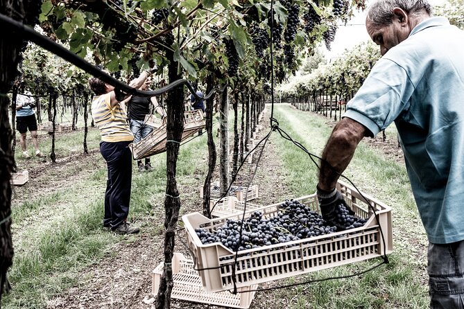 Vineyard Tour With Light Lunch in Valpolicella - Cancellation Policy