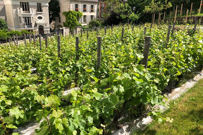 Vineyard Visit and Wine Tasting in Clos Montmartre - Group Size and Suitability