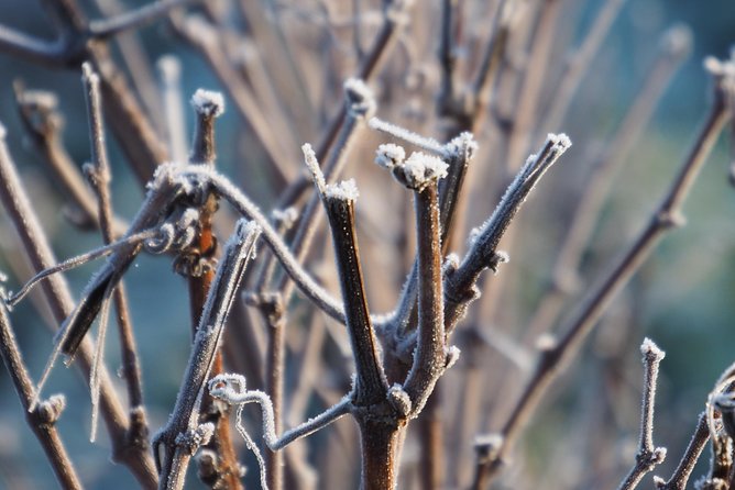 Vineyard Visit & Tasting 2 Champagnes & Transport - Transportation Options