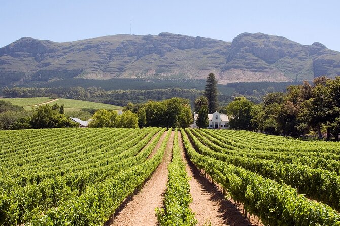 Vineyard Voyages Private Tour in Cape Town to Stellenbosch - Tour Itinerary