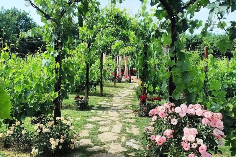 Vineyard Walk, Lunch or Dinner With Wine Tasting - Important Information for Participants