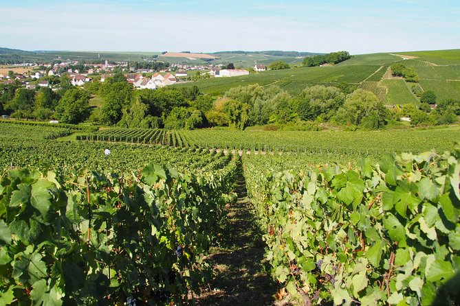 Vineyard Walking Tour & 5 Champagnes Tasting - Tasting Schedule and Selection