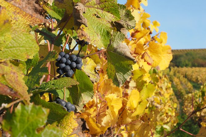 Vineyard Walking Tour & 5 Champagnes Tasting - Common Questions