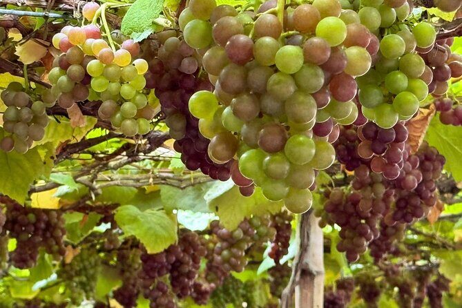 Vinh Hy Bay Snorkeling, Hidden Waterfall Discovery from Mui Ne - Frequently Asked Questions