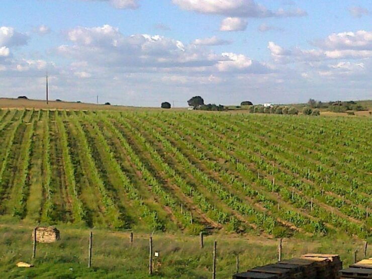 Vinha D'Ervideira Experience - Experience Details