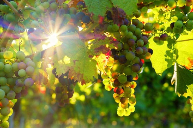 Vinho Verde Full-Day Premium Wine Tour - Booking Information