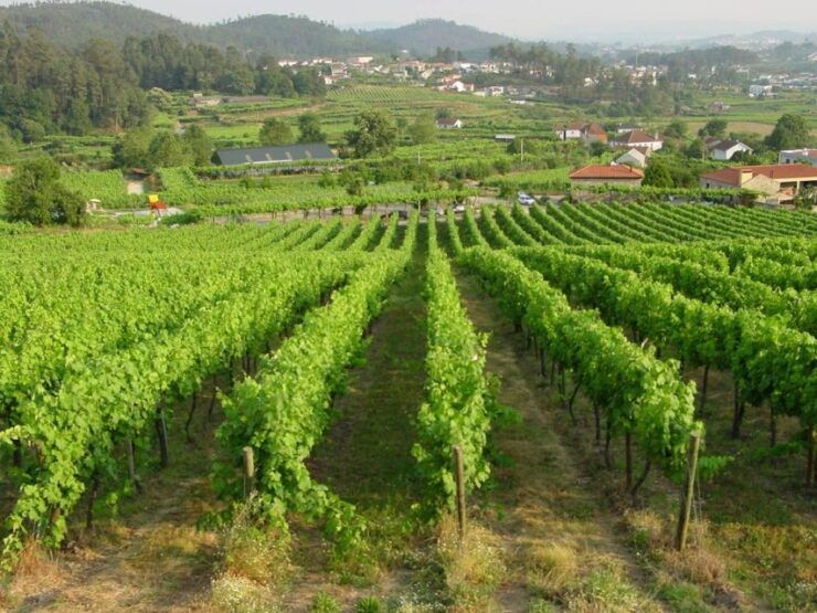 Vinho Verde Private Wine Experience - Vinho Verde Wine Region Discovery
