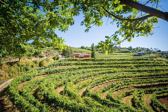 Vinho Verde Private Wine-Tour (All Inclusive) - Group Size and Cancellation Policy