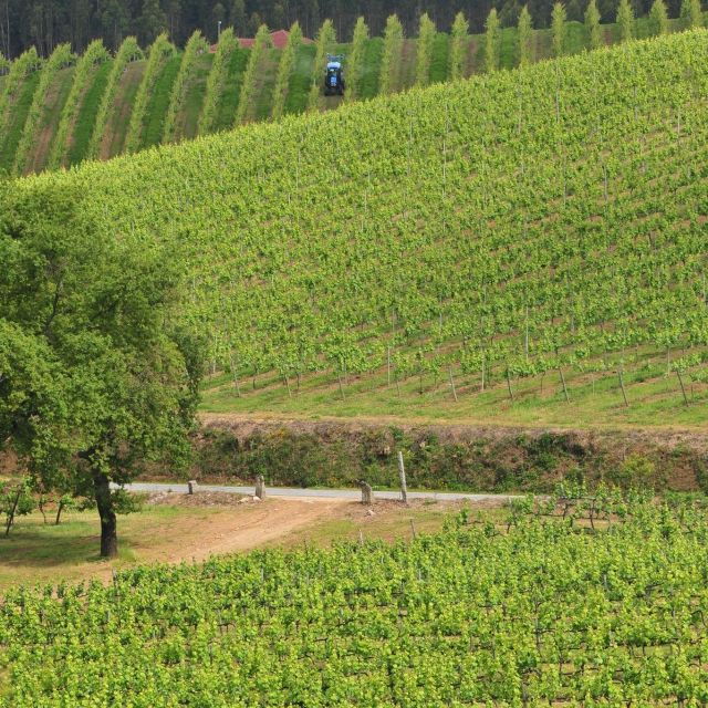 Vinho Verde Route - Private Wine Experience - Experience Highlights
