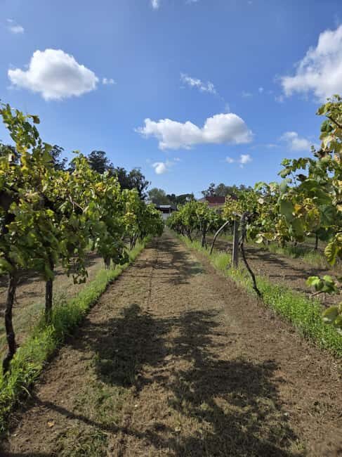 Vinho Verde - Wine Tasting with Transportation - Good To Know