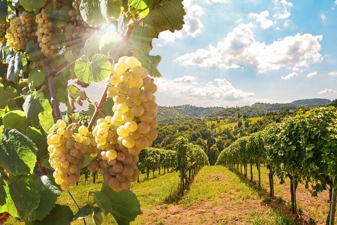 Vino Voyage Niagara Wine Country Bus Tour - Who Will Love This Tour?