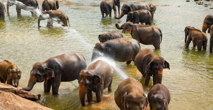 VIP ALL INCLUSIVE KANDY PINNAWALA DAY TRIP - Booking Information