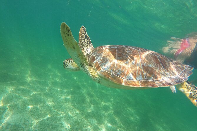 VIP Cenotes & Turtles Private Tour - Directions