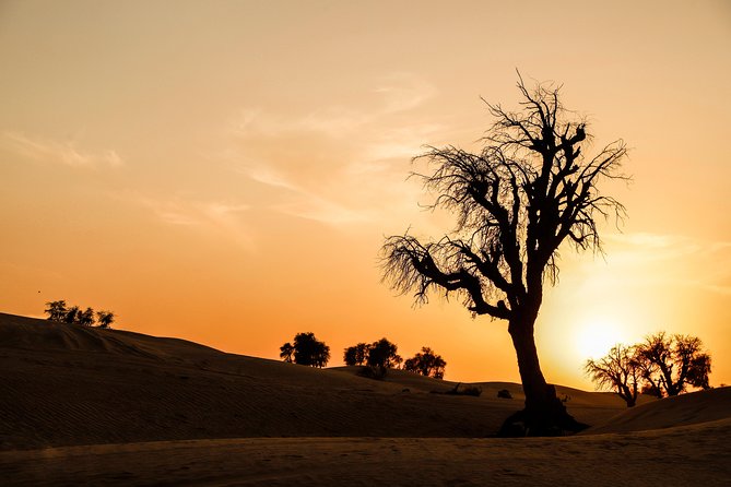 VIP Evening Desert Safari, Camel Ride, Dune Bashing, Sand Boarding, Exclusive - Reviews and Pricing Information